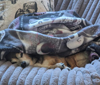 Author's dog Lucky